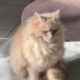 Picture of cat found at Villelongue De La Salanque