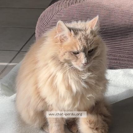 Photo 1/1 Found cat Found in Villelongue de la salanque