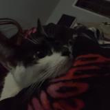 Picture of cat found at Moreno Valley