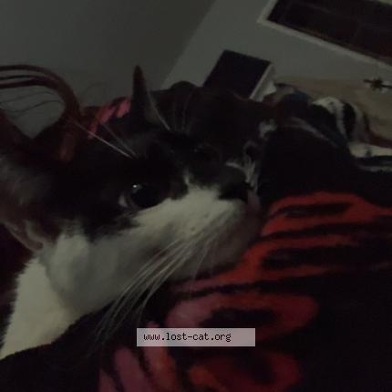 Photo 1/1 Found cat Found in Moreno valley