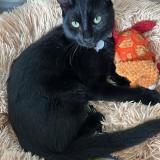 Picture of cat lost at Bourg Les Valence