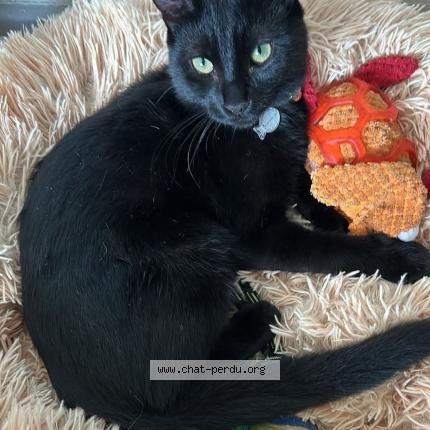 Photo 1/1 Marcuse Chat lost in Bourg les valence
