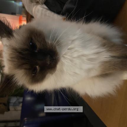 Photo 1/1 Isis Chat lost in Aulnay sous bois