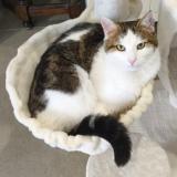 Picture of cat lost at Bornel