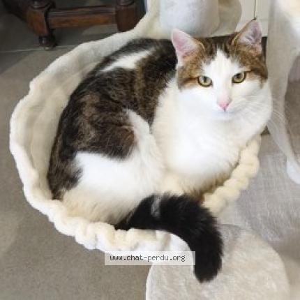 Photo 1/1 Mushu Chat lost in Bornel