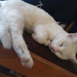 Picture of cat found at Saintes