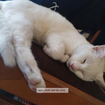 Photo 1/1 Found cat Found in Saintes