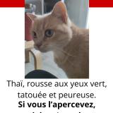 Picture of cat lost at Fay De Bretagne