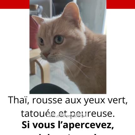 Photo 1/1 Thaï Chat lost in Fay de bretagne