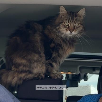 Photo 1/1 Pablo Chat lost in Criquiers