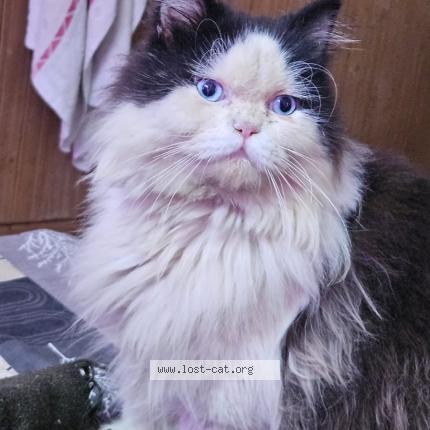 Photo 1/1 Found cat Found in Noida