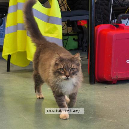 Photo 1/1 Found cat Found in Doue la fontaine