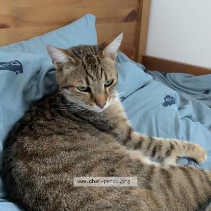 Photo 1/1 NEKO Chat lost in Nantes