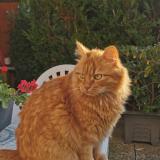 Picture of cat lost at Reims