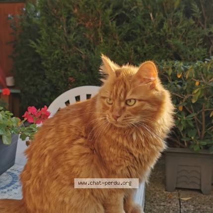 Photo 1/2 Choupi Chat lost in Reims