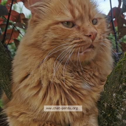 Photo 2/2 Choupi Chat lost in Reims