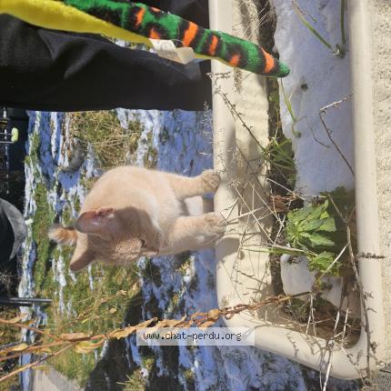 Photo 1/1 Cat reunited Found in Oyonnax