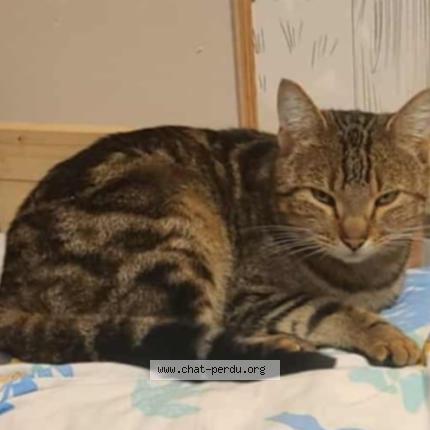 Photo 1/1 Tigrou Chat lost in Saint benoit sur loire