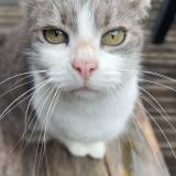 Picture of cat lost at Tosse