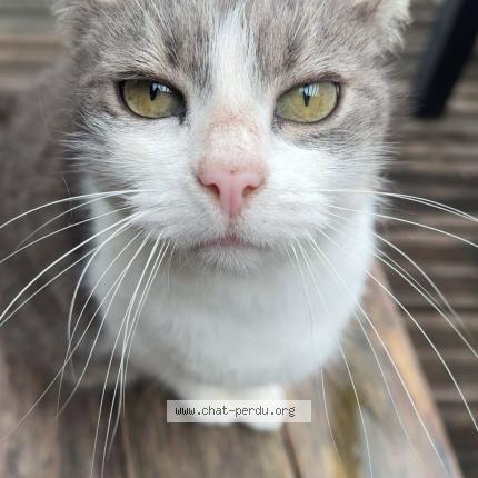 Photo 1/1 Happy Chat lost in Tosse