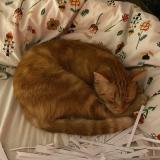 Picture of cat lost at Anderlecht