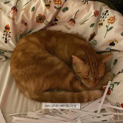 Photo 1/1 Brooky Chat lost in Anderlecht