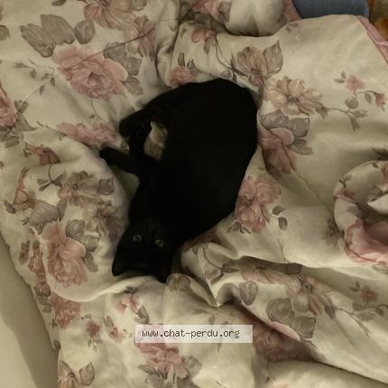 Photo 1/1 Nala Chat lost in Arveyres