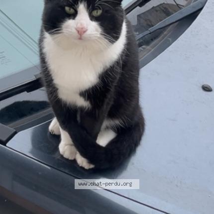 Photo 1/1 Maki Chat lost in Drancy