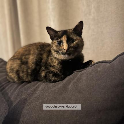 Photo 1/1 Vanille Chat lost in Les landes genusson