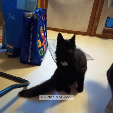 Photo 1/1 Found cat Found in Orange