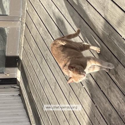 Photo 1/1 Found cat Found in Plouha