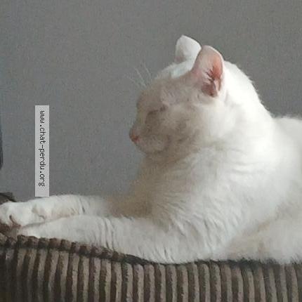 Photo 1/1 Cesar Chat lost in Blainville sur orne