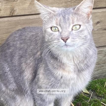 Photo 1/1 Vend&eacute;e Chat lost in Les brouzils