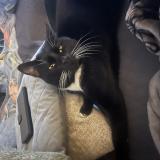 Picture of cat found at Marseille