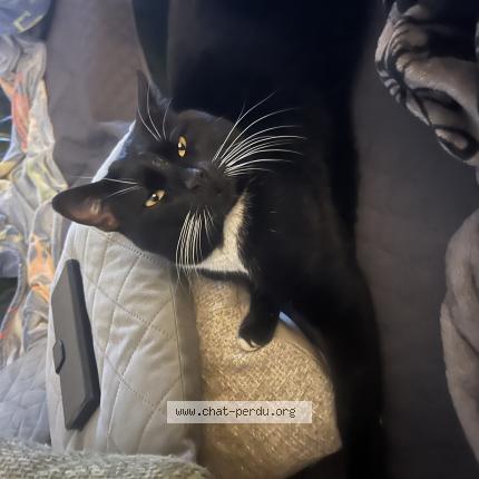 Photo 1/1 Found cat Found in Marseille