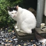 Picture of cat found at Bailleval