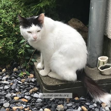 Photo 1/2 Found cat Found in Bailleval