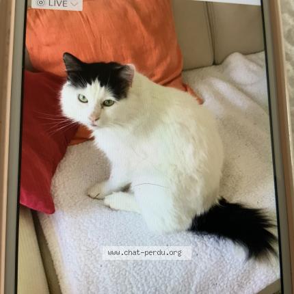 Photo 2/2 Found cat Found in Bailleval