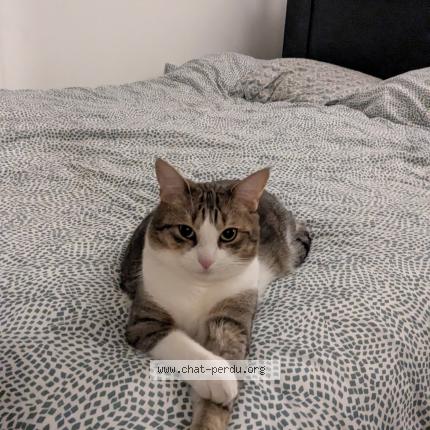 Photo 1/1 Milo Chat lost in Plessis robinson