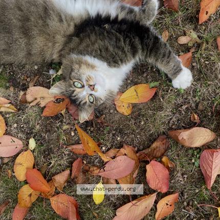 Photo 1/1 Chamallow Chat lost in Coutiches