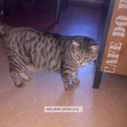 Photo 1/1 Marley Chat lost in Cherbourg en cotentin