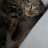 Picture of cat lost at Randan