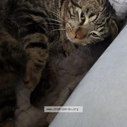 Photo 1/2 Minou Chat lost in Randan