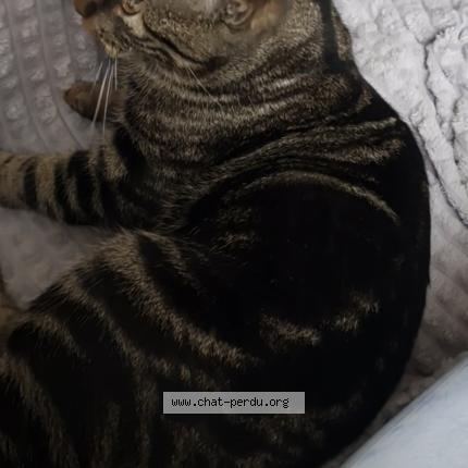 Photo 2/2 Minou Chat lost in Randan