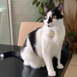 Picture of cat lost at Bures Sur Yvette