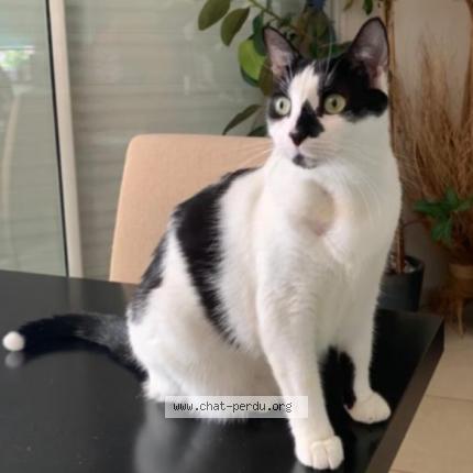 Photo 1/1 Tabasco Chat lost in Bures sur yvette