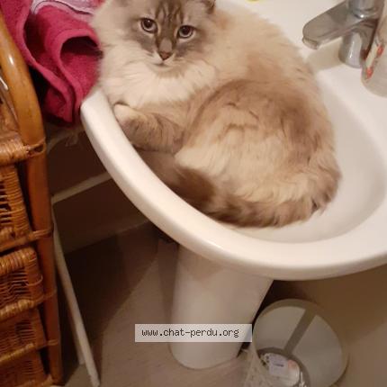 Photo 1/1 Hobinou Chat lost in St etienne