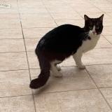 Picture of cat found at Bourg En Bresse