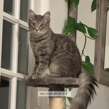 Photo 1/1 Cali Chat lost in Villeneuve saint georges