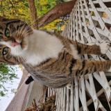 Picture of cat lost at Livry Gargan